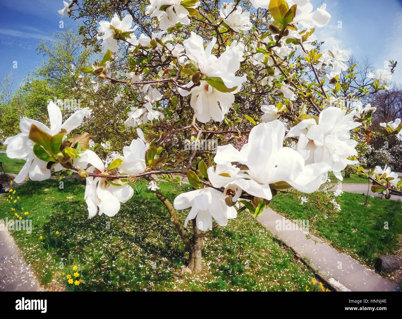 Beautiful pink spring flowers magnolia on a tree branch Stock Photo - Alamy