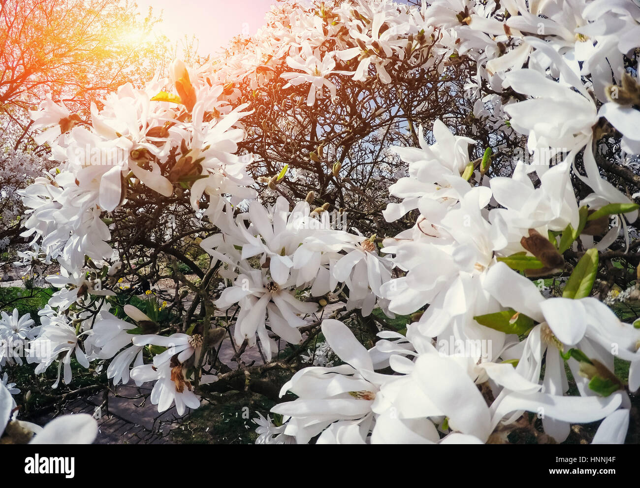 Beautiful pink spring flowers magnolia on a tree branch Stock Photo - Alamy