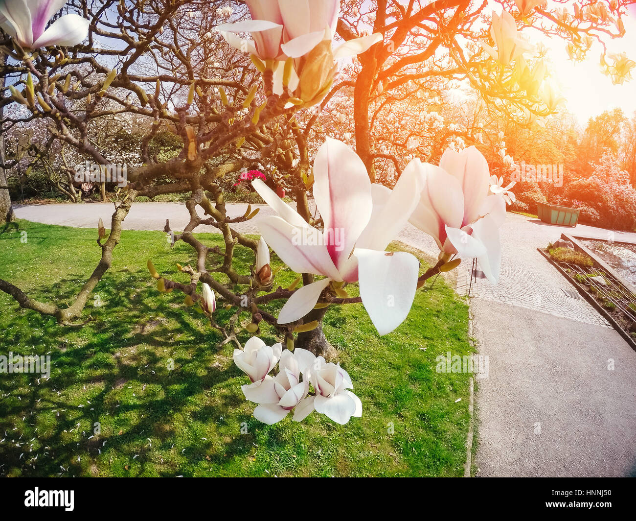 Beautiful pink spring flowers magnolia on a tree branch Stock Photo - Alamy