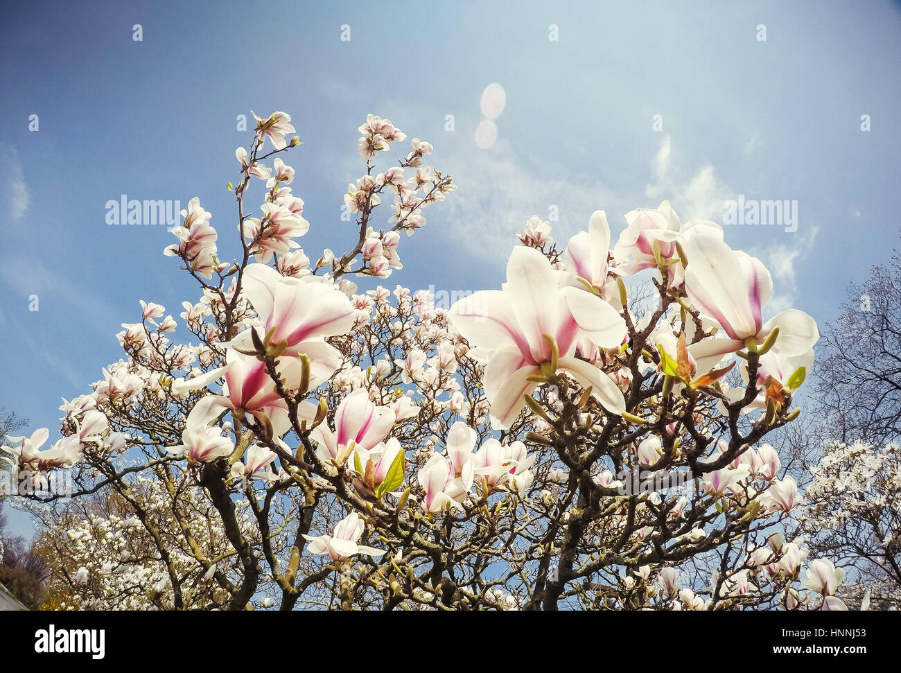 Beautiful pink spring flowers magnolia on a tree branch Stock Photo - Alamy