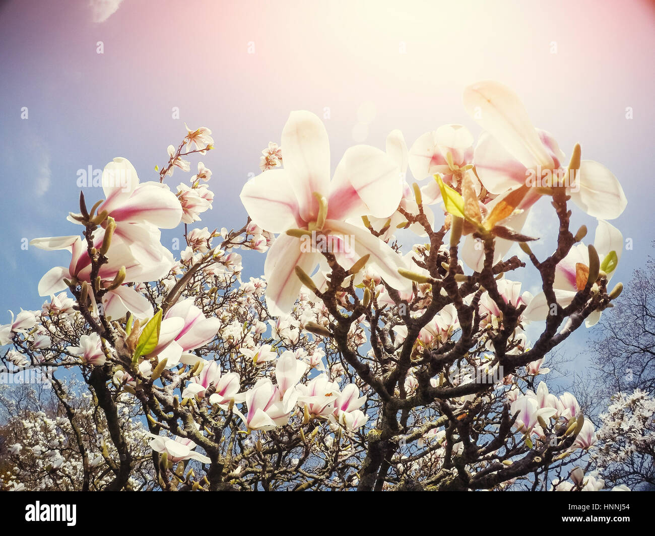 Beautiful pink spring flowers magnolia on a tree branch Stock Photo - Alamy