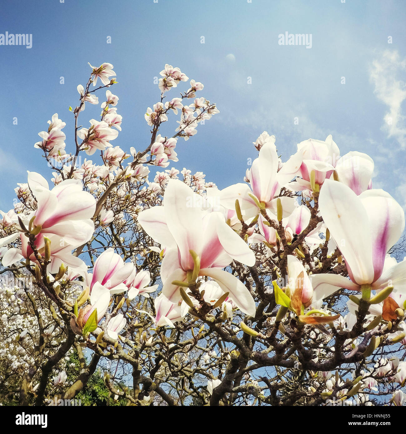 Beautiful pink spring flowers magnolia on a tree branch Stock Photo - Alamy