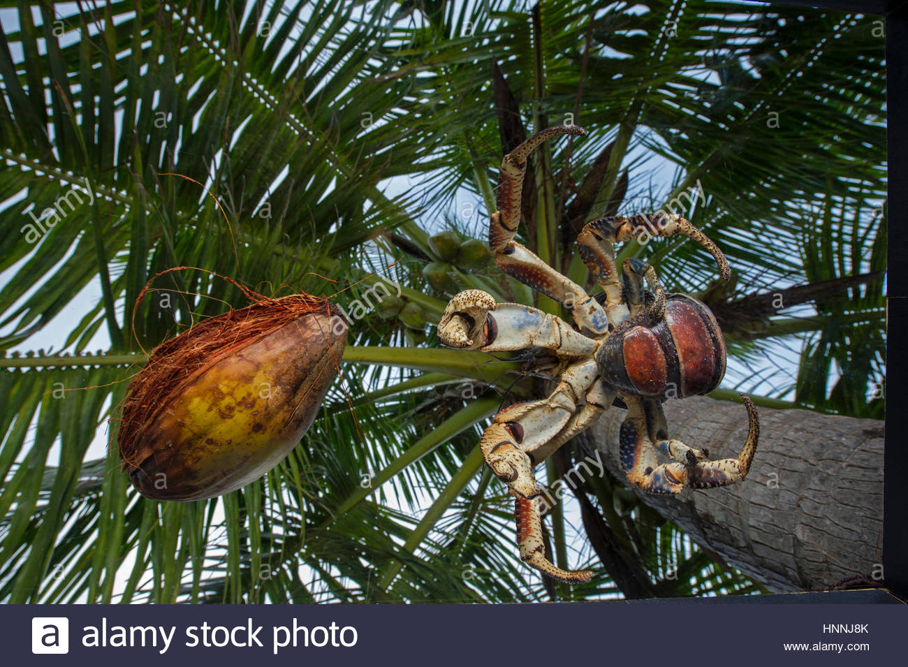 Cardisoma Stock Photos & Cardisoma Stock Images Alamy