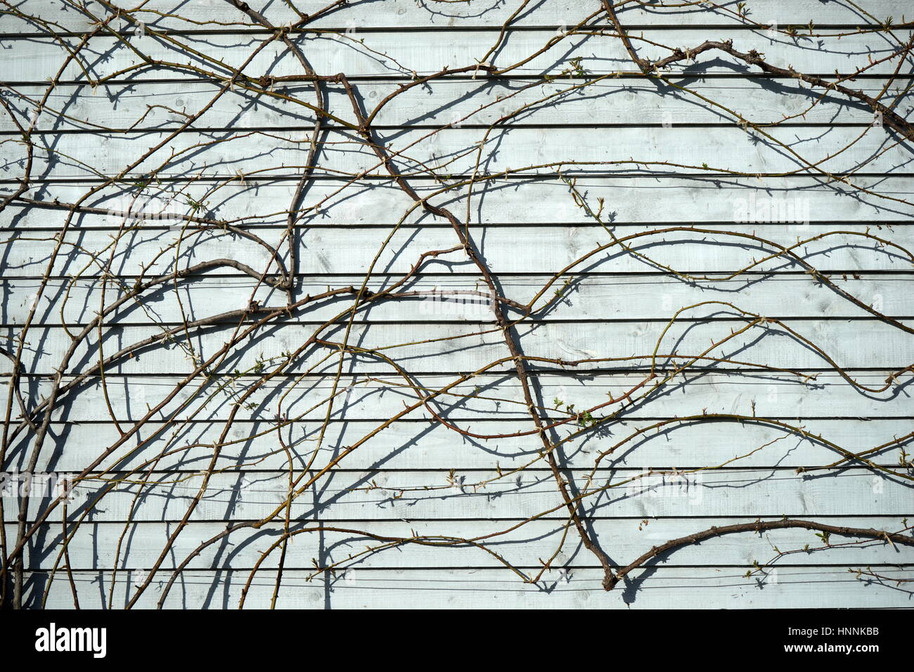 Climbing plants on fence Stock Photo Alamy