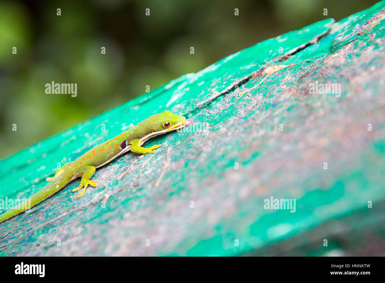 Gecko climbing on the wooden pillar. Phelsuma day geckos are diurnal
