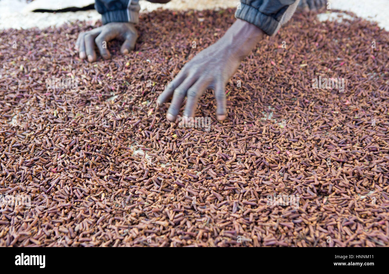 Detail on man's hand sorting through the cloves in Madagascar Stock ...