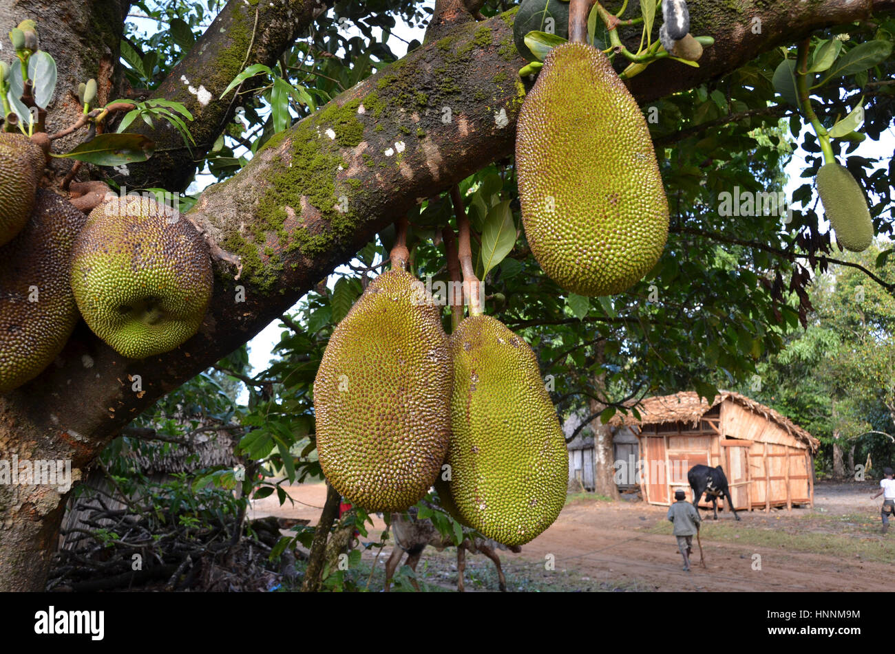 Jackfruit tree in Madagascar village Stock Photo