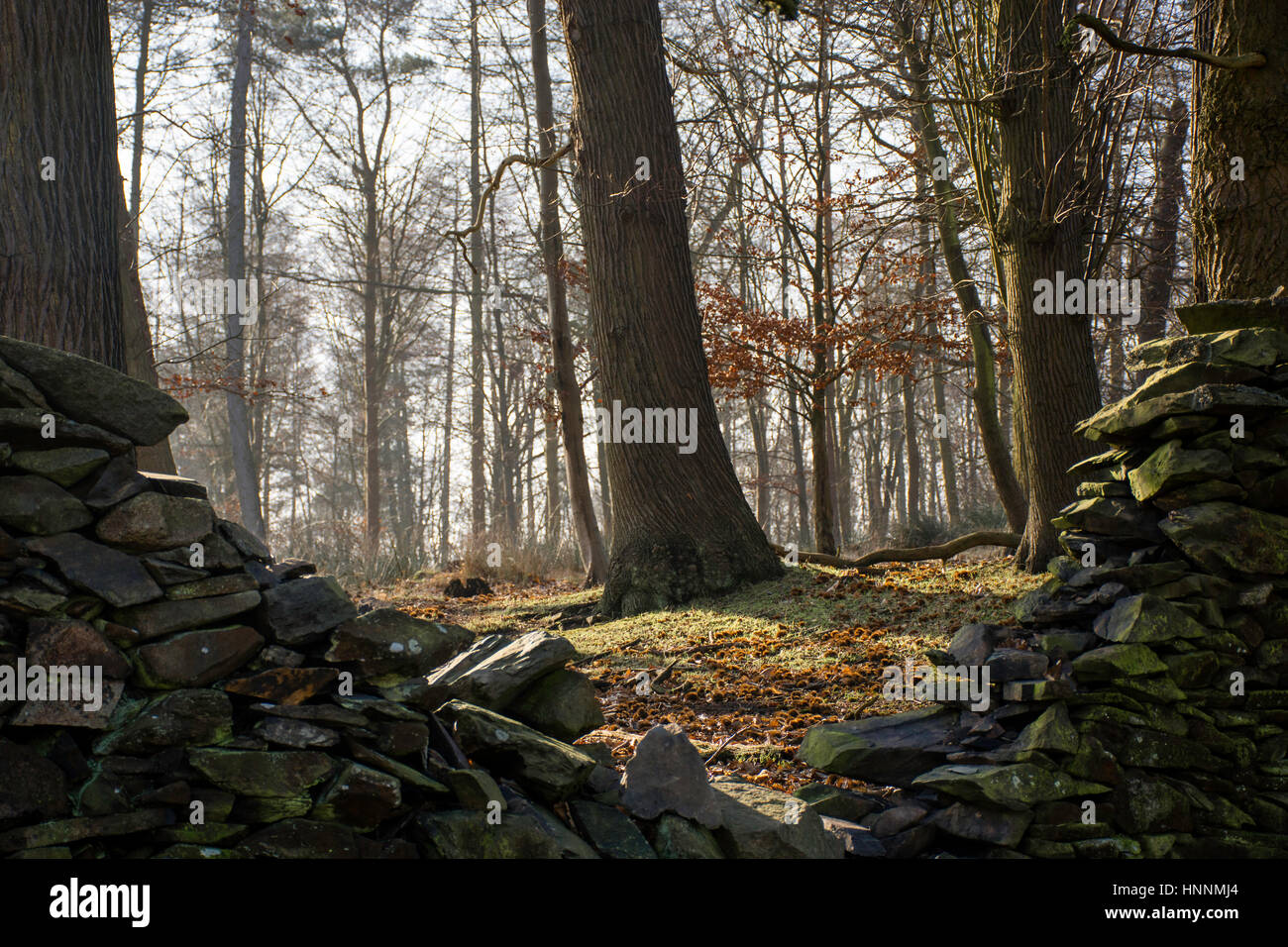 charnwood forest, leicestershire, uk Stock Photo