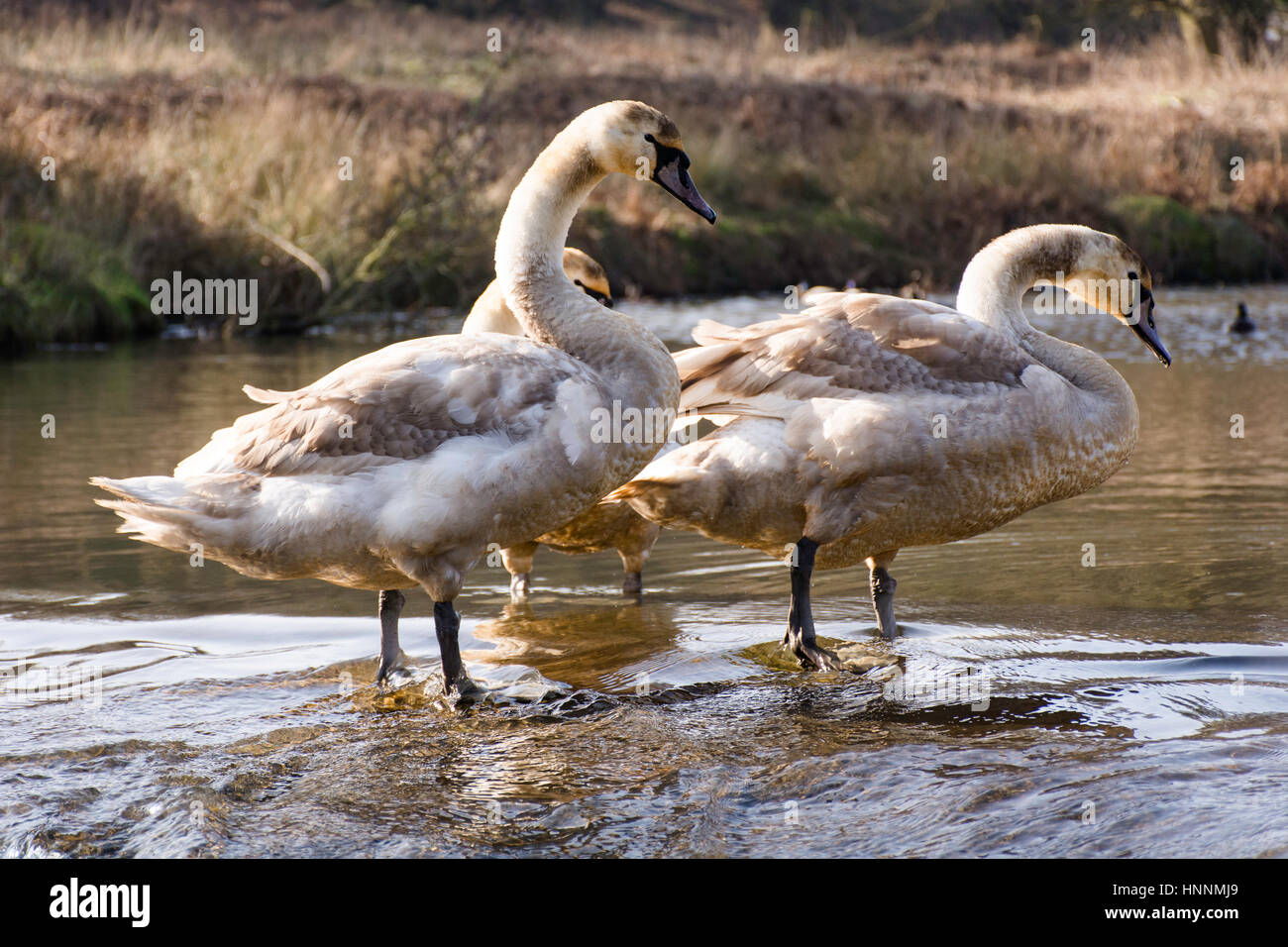 swans paddling in shallow water Stock Photo Alamy