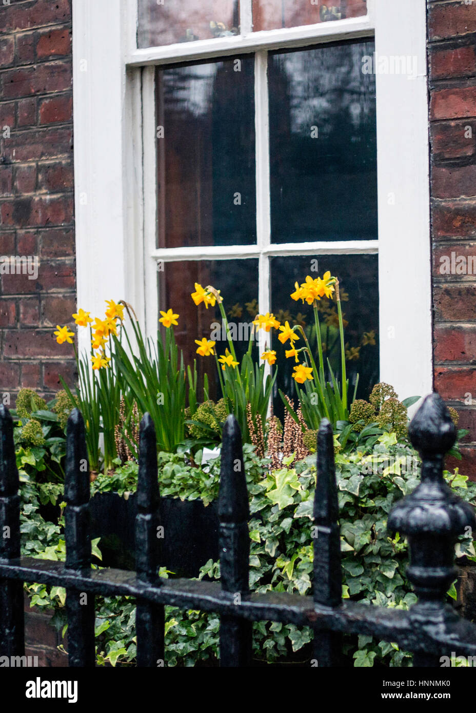 Daffodil Window Box, London, England, UK Stock Photo