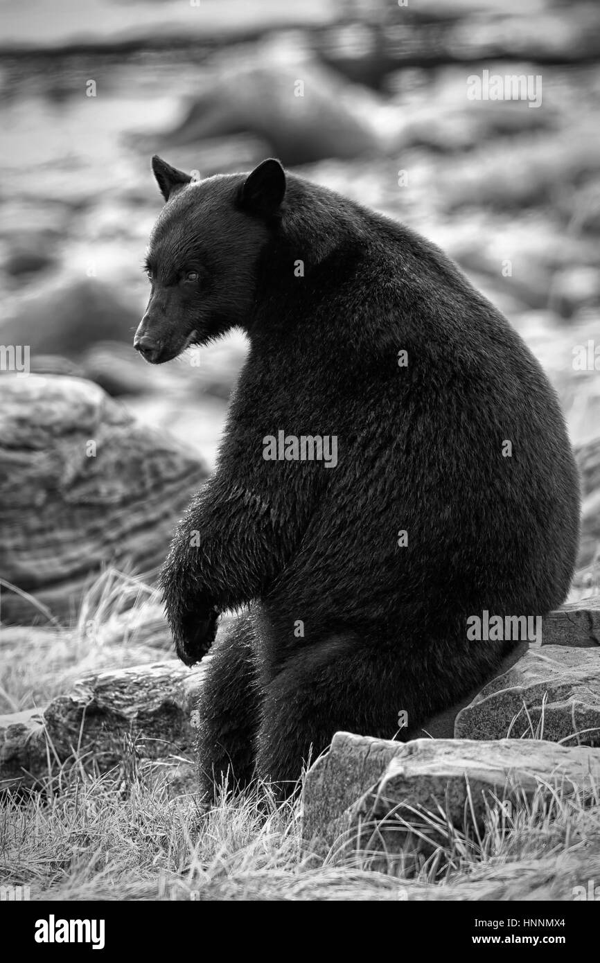 Black Bear Black And White