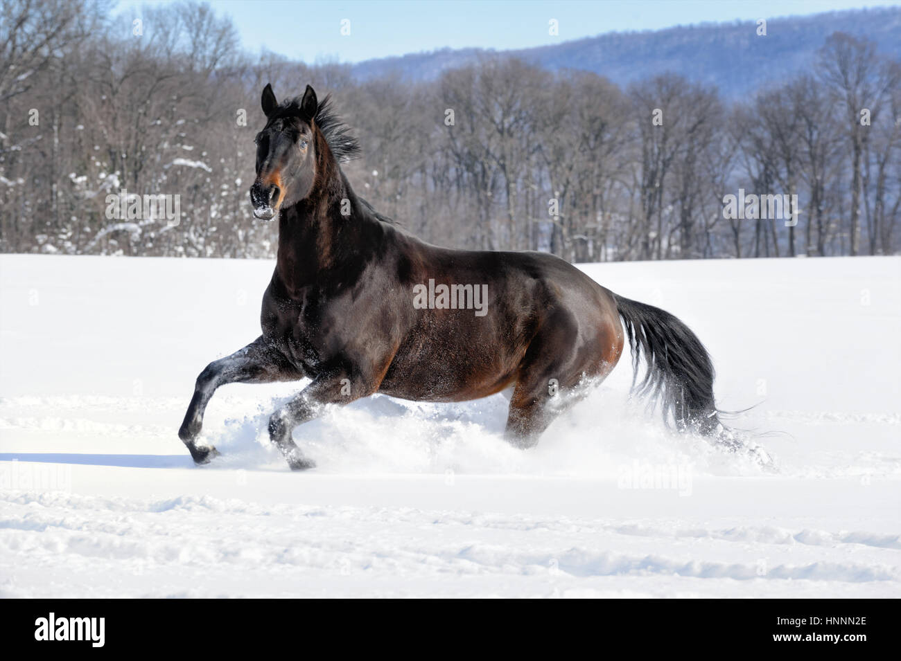 Black Beauty Quarter Horse with a black mane running vigorously through ...