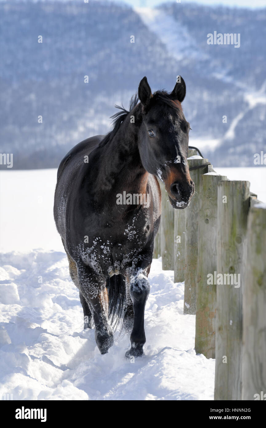 Black beauty quarter horse with a black mane standing in deep, powder snow near a wooden fence in a sunlit farm field in the winter. PA, USA Stock Photo