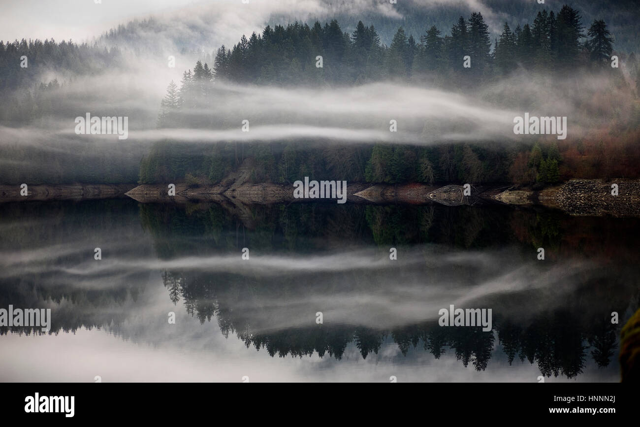 The scenic trees and fog trees hi-res stock photography and images - Alamy