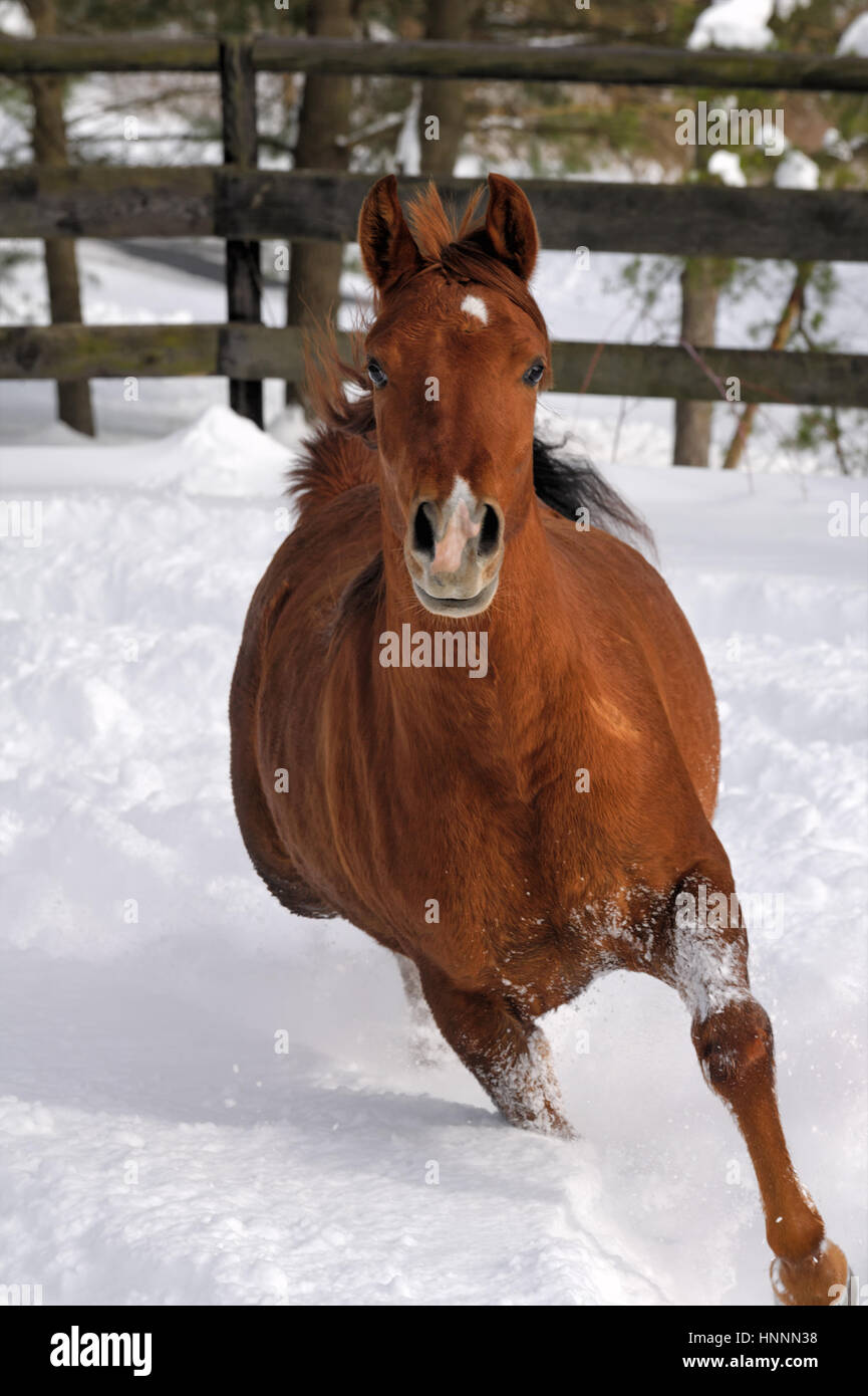 Horse Running In Snow