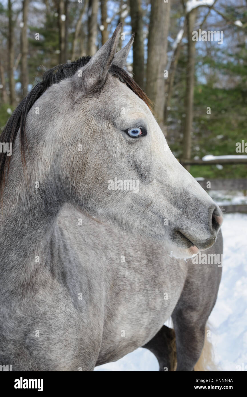 Dapple gray horse hires stock photography and images Alamy