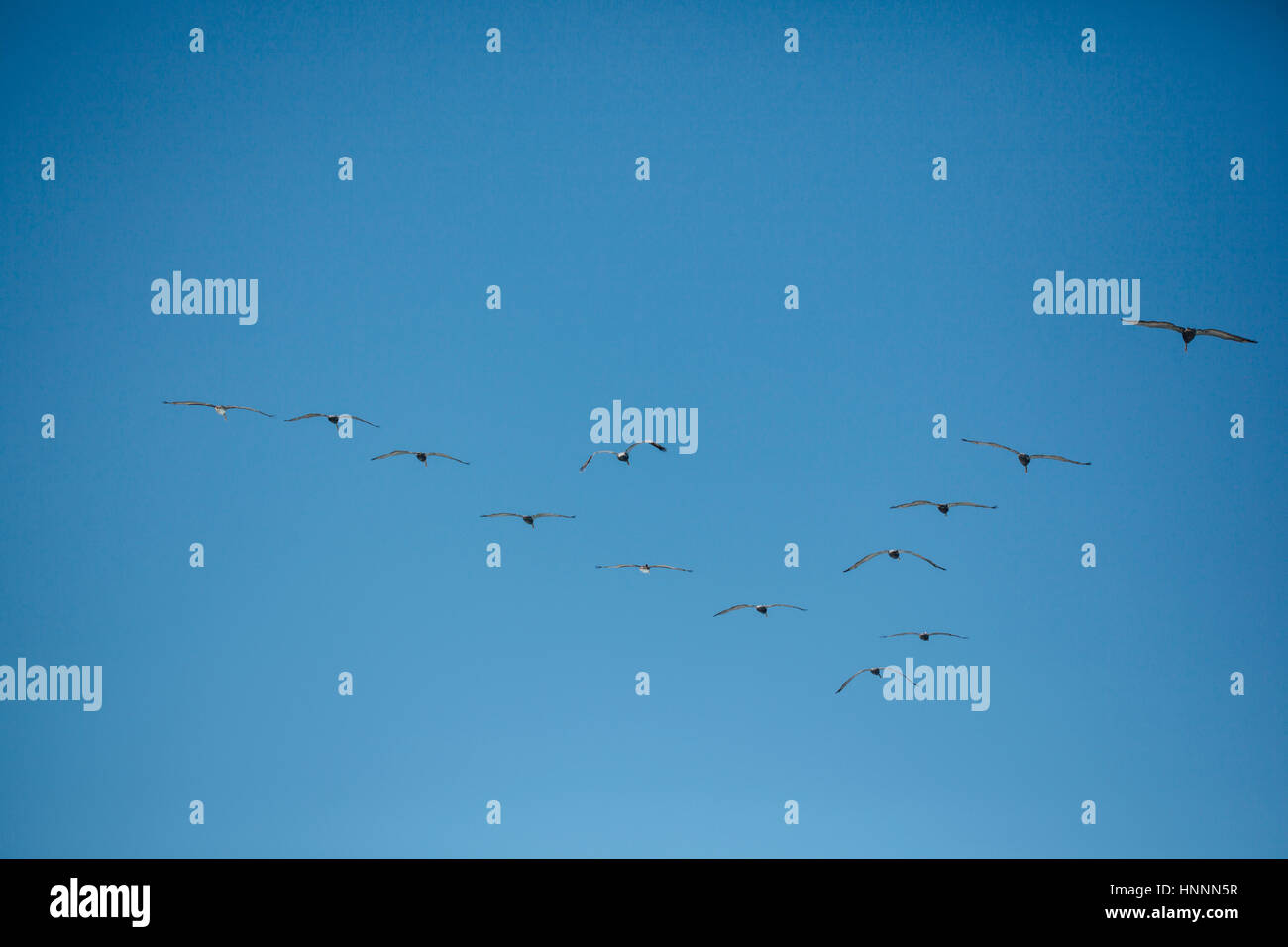 Flock of birds flying at clear blue sky Stock Photo