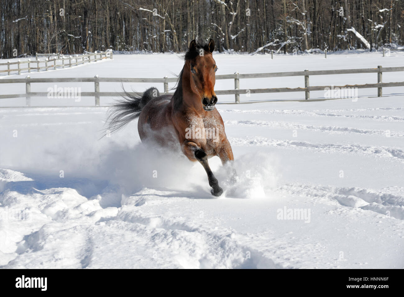 Exuberant Arabian Bay horse running and bucking in deep powder snow in a sunlit, fenced-in field in winter. Brown horse with a black mane kicking, USA Stock Photo