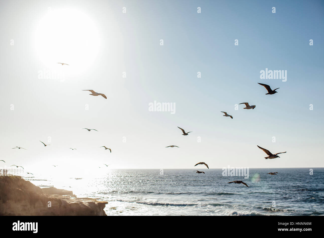 Flock of birds flying over sea during sunset Stock Photo