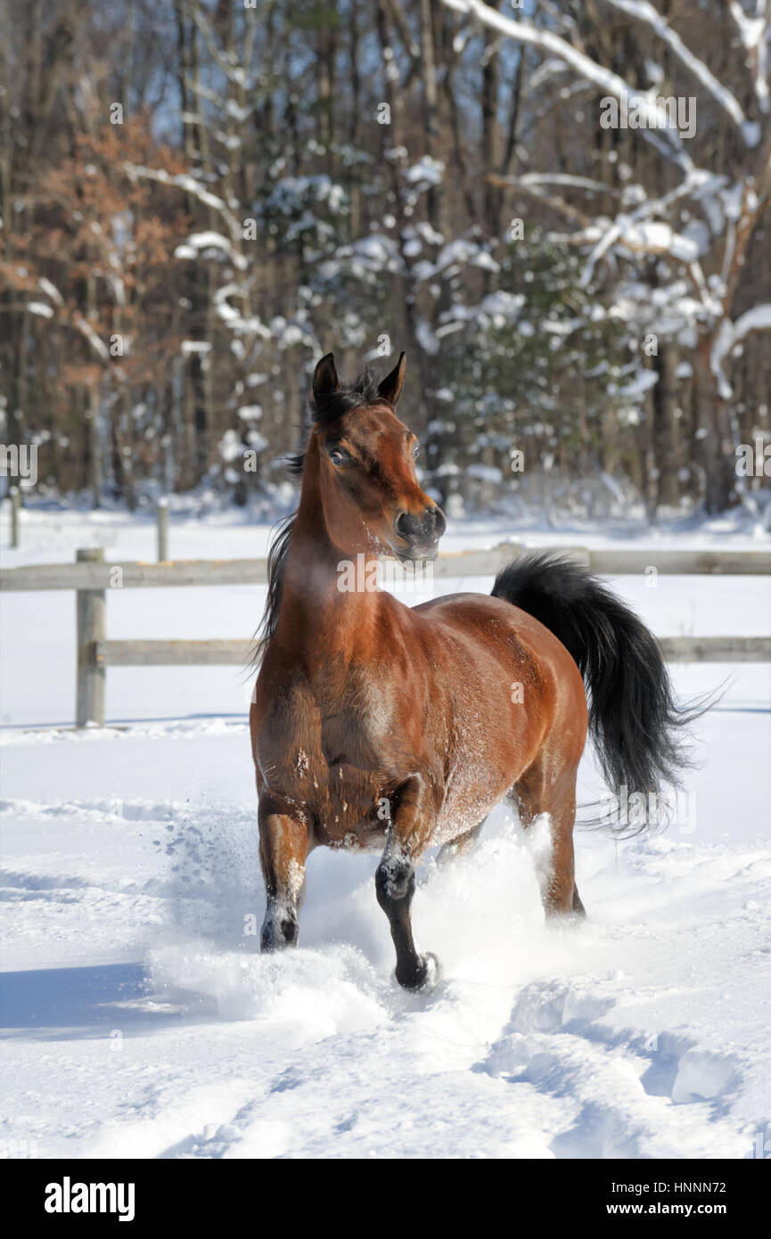 Exuberant Arabian Bay horse running and bucking in deep powder snow in a sunlit, fenced-in field in winter. Brown horse with a black mane kicking, USA Stock Photo