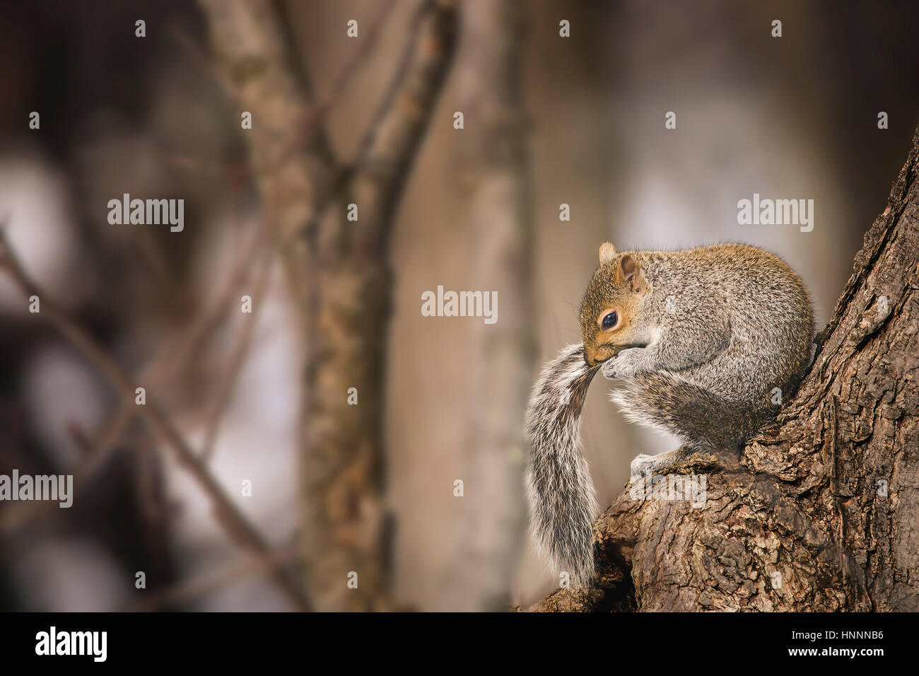 Closeup of squirrel biting tail while sitting on tree trunk Stock