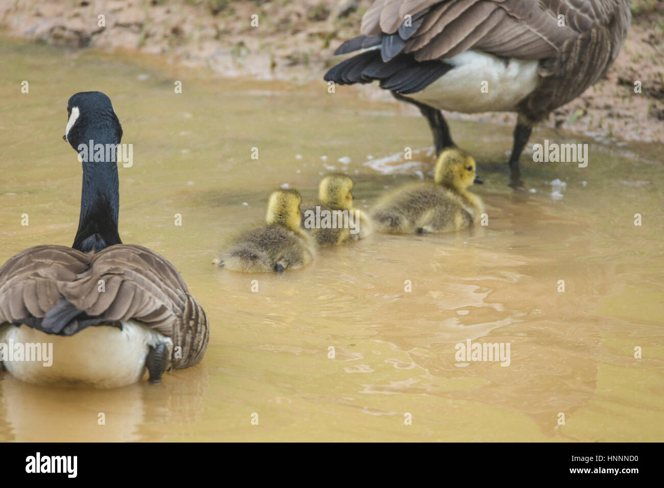 Goslings with goose walking in puddle Stock Photo