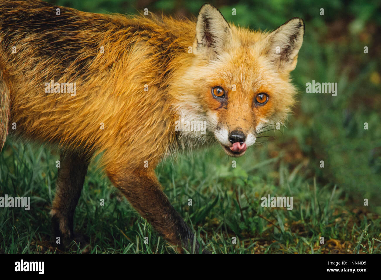 Portrait of red fox sticking out tongue while walking grassy field Stock Photo