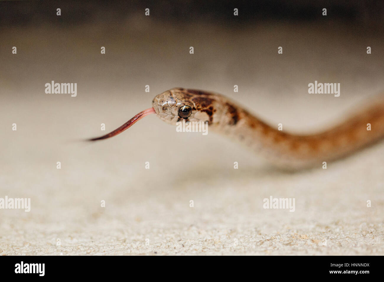 Close-up of brown snake flicking tongue Stock Photo