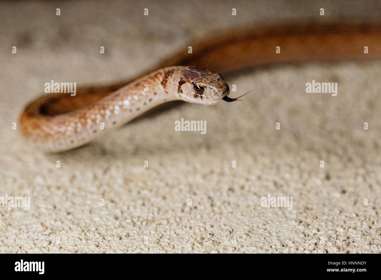 High angle close-up of brown snake flicking tongue Stock Photo