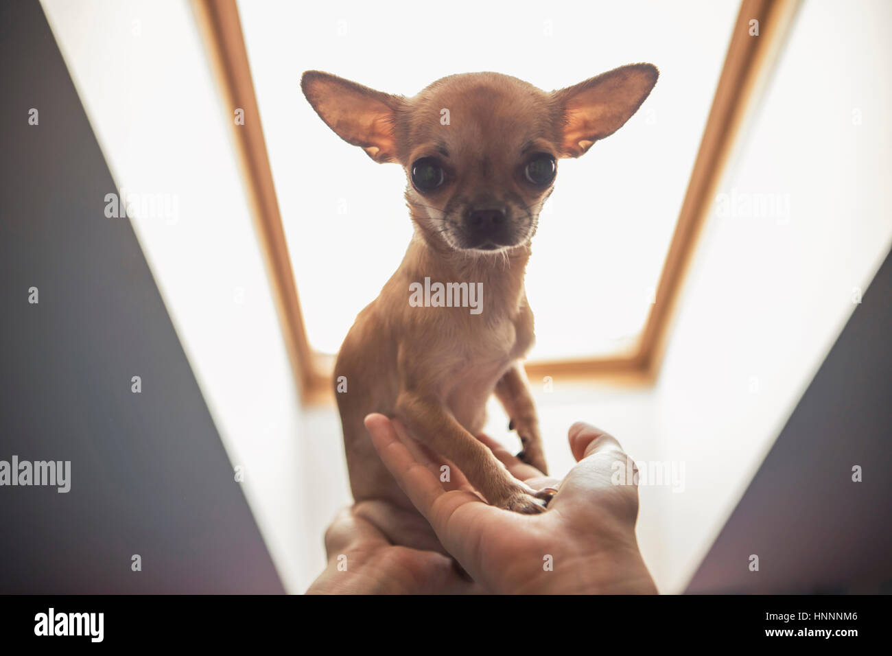 Girl With Chihuahua High Resolution Stock Photography and Images - Alamy