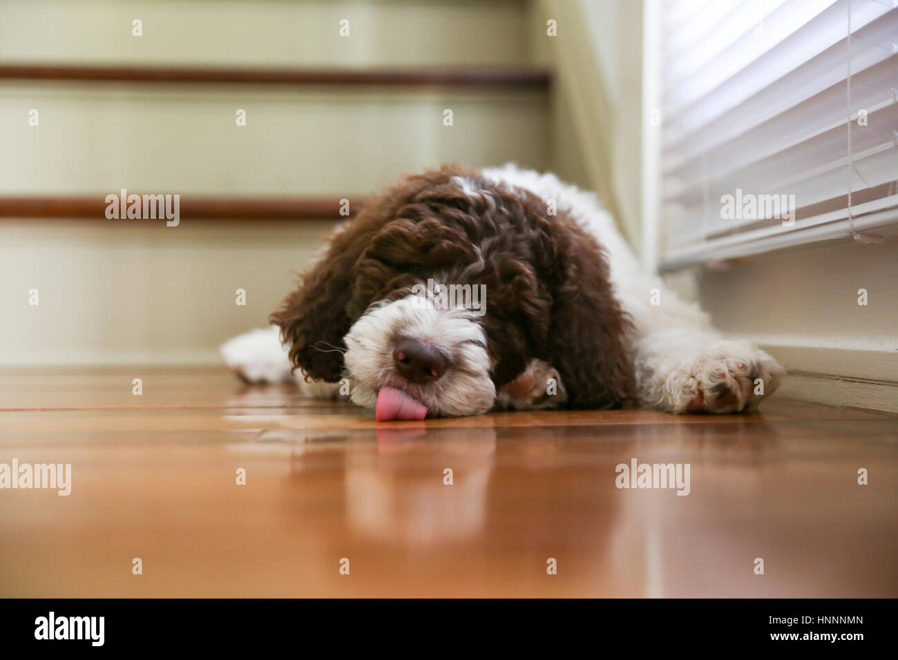 Close-up of Shih Tzu sticking out tongue while sleeping at home Stock Photo