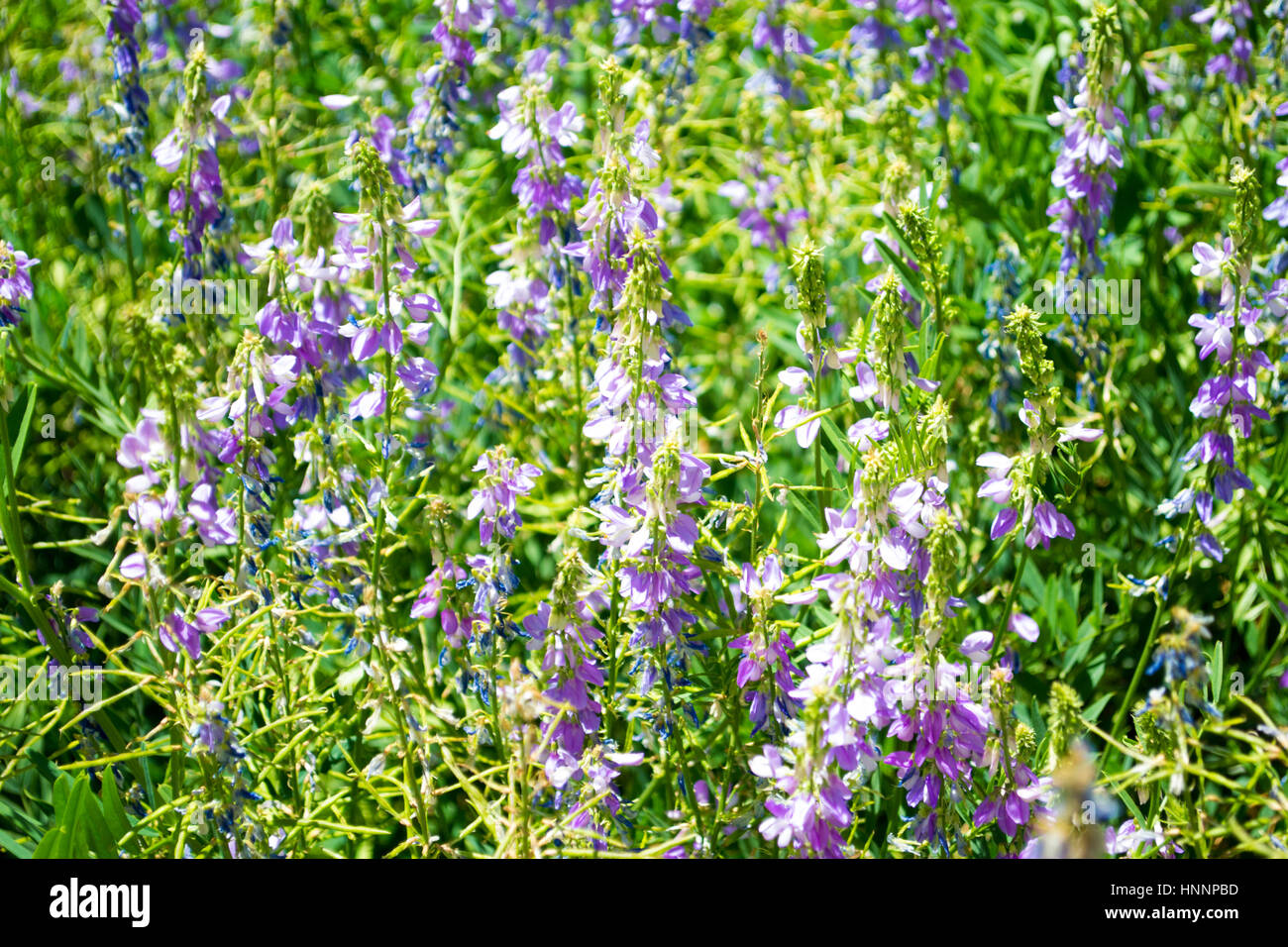 A view of spring purple flowers in the green forest Stock Photo - Alamy