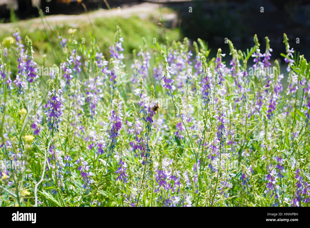 A view of spring purple flowers in the green forest Stock Photo - Alamy