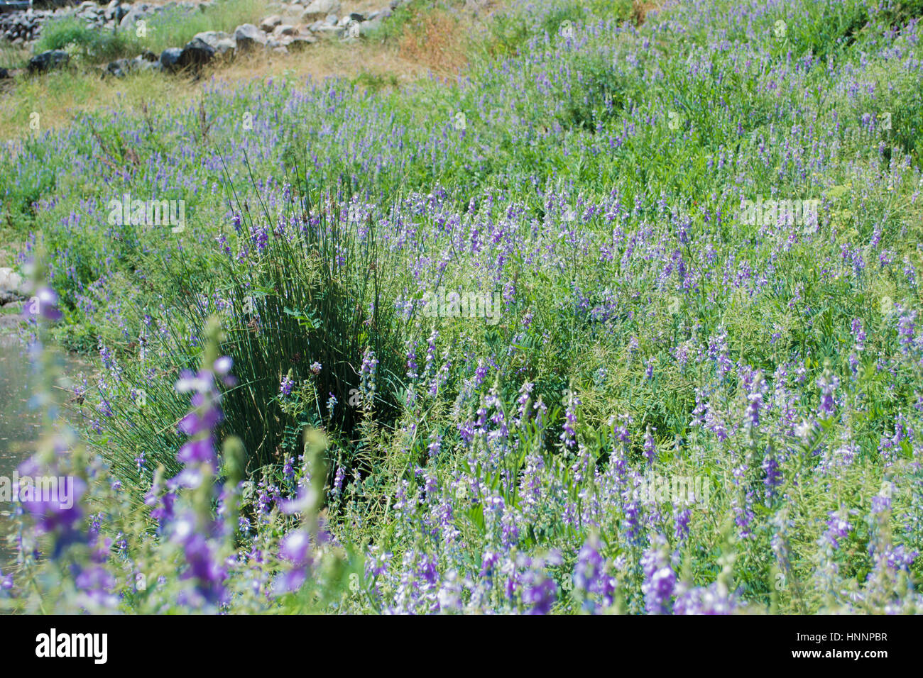 A view of spring purple flowers in the green forest Stock Photo - Alamy