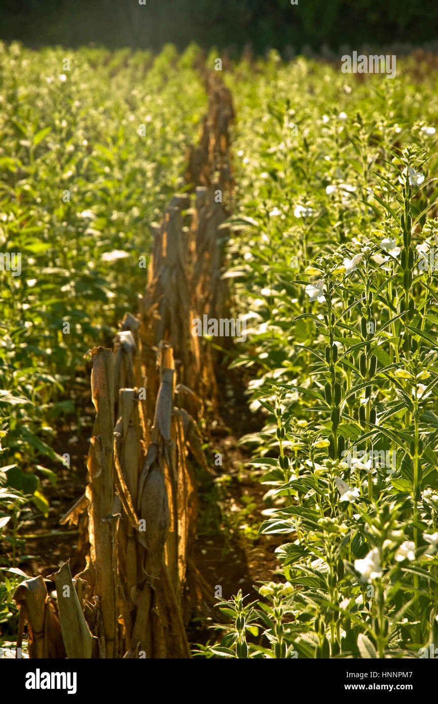 Cornfield In Guatemala Stock Photo Alamy Cornfield In Guatemala Stock Photo Alamy
