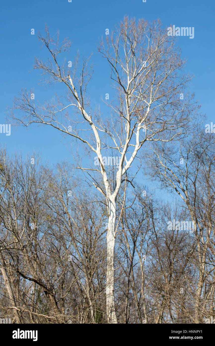 A tree stands out against the rest on the Cape Fear River. Stock Photo