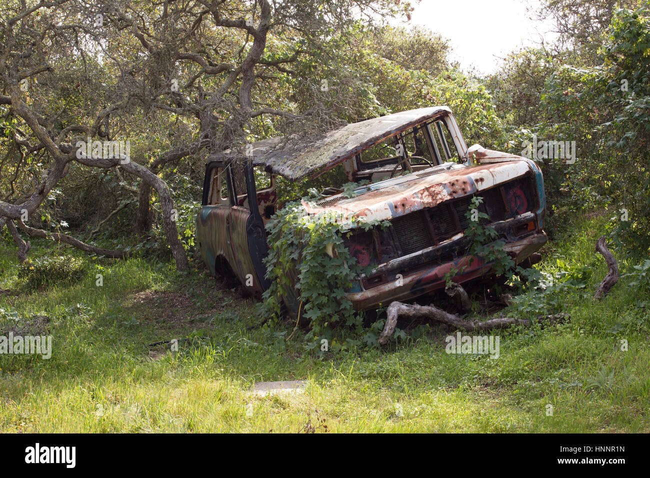 Derelict old car, covered in ivy Stock Photo