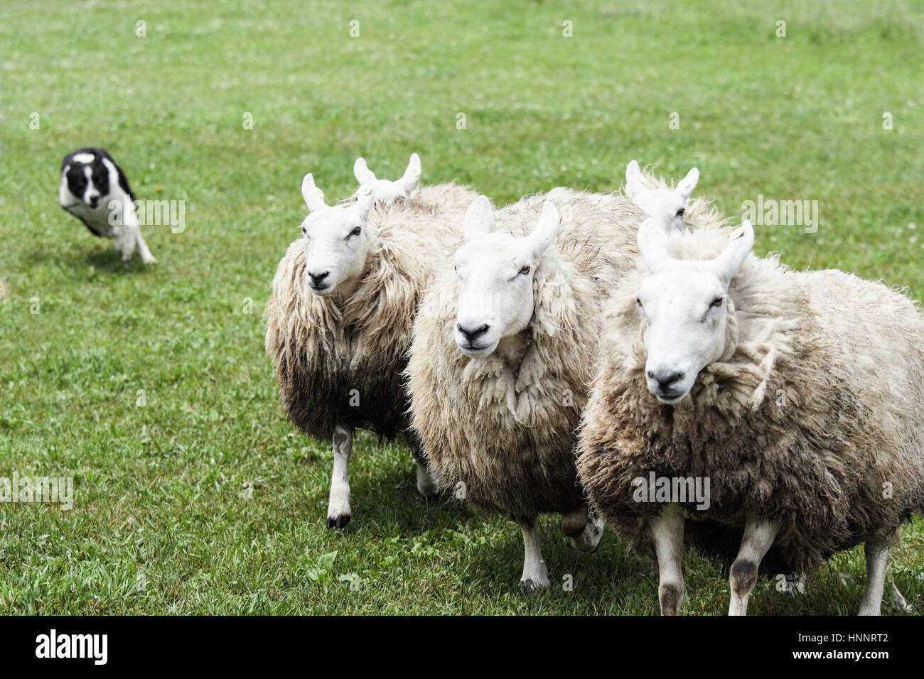 Sheep dog and sheep Stock Photo