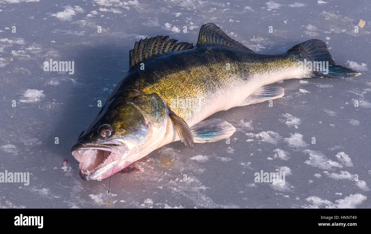 The huge fish - big pike-perch on the ice Stock Photo