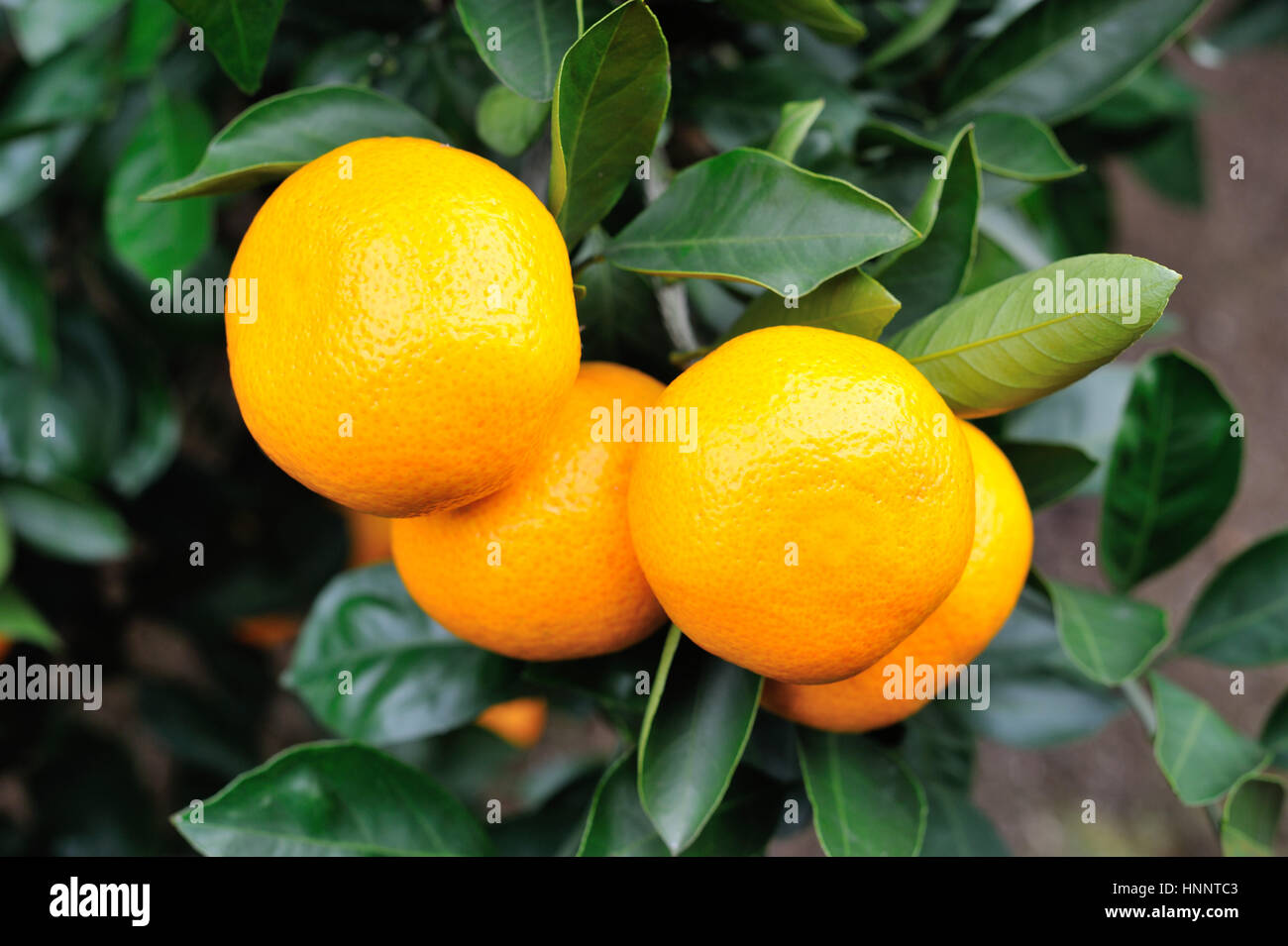 Mandarin orange tree Stock Photo