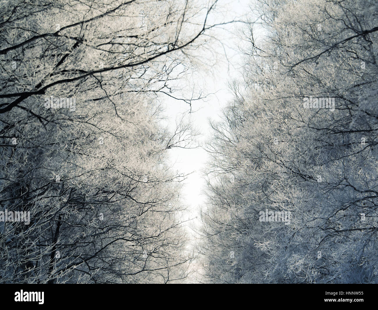 Soft rime hi-res stock photography and images - Alamy