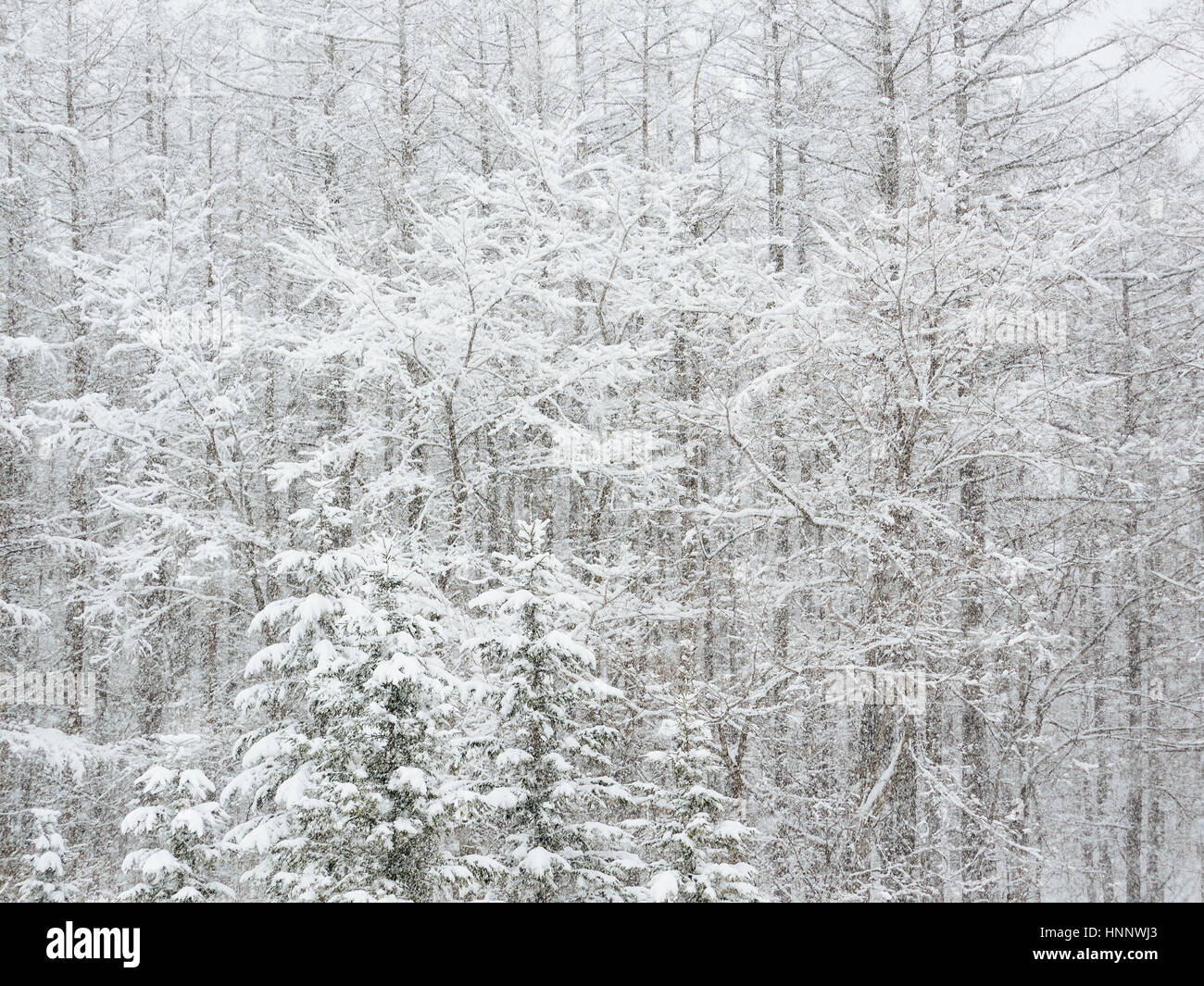 Forest in snowy day Stock Photo