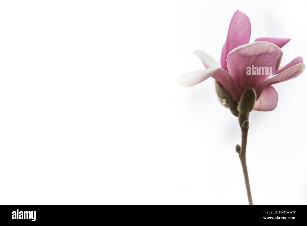 A flower blooms on a pink magnolia tree Stock Photo - Alamy