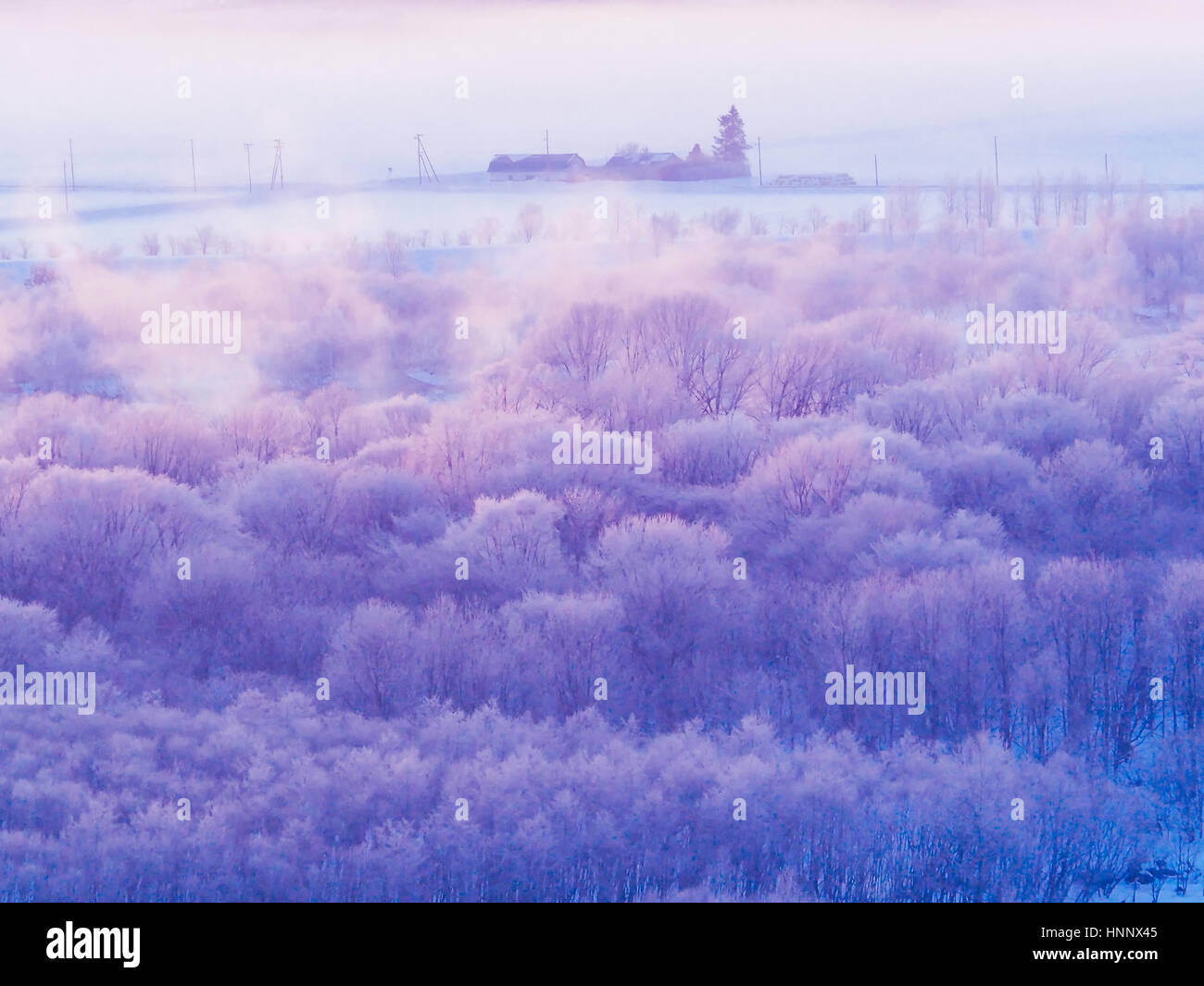 Forest of soft rime Stock Photo - Alamy