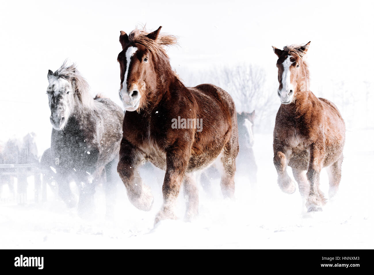 Horses running on the snow field Stock Photo