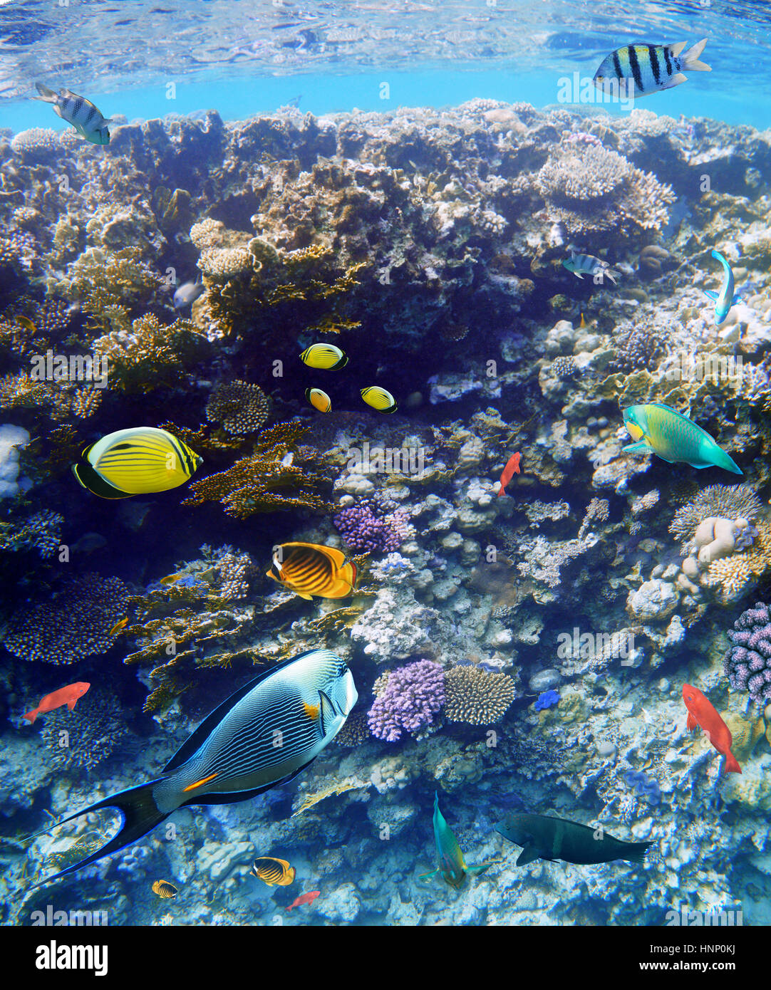 Colorful coral reef fishes of the Red Sea. Stock Photo