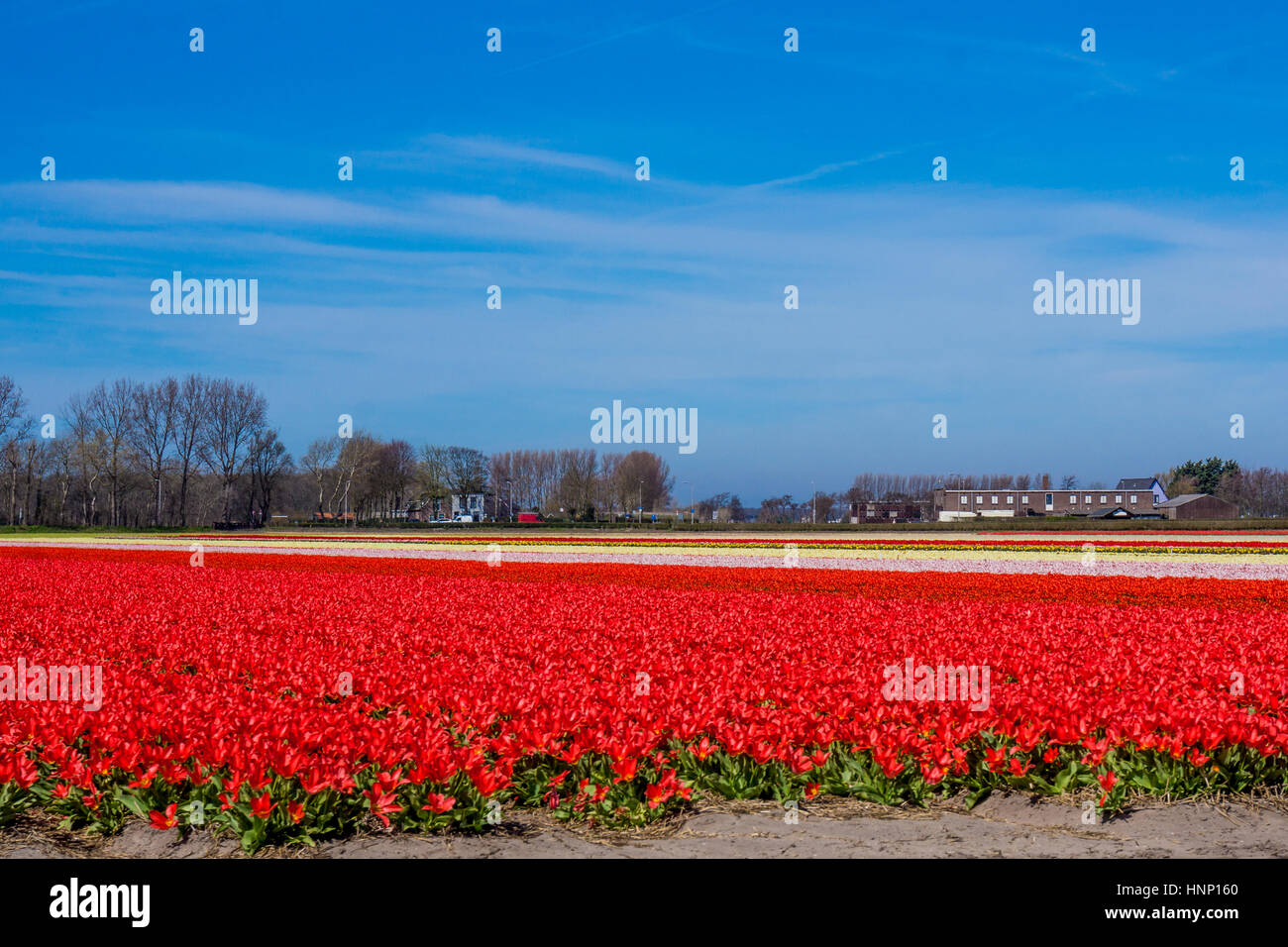 tulip field in the Netherlands. Landscape with tulips Stock Photo - Alamy
