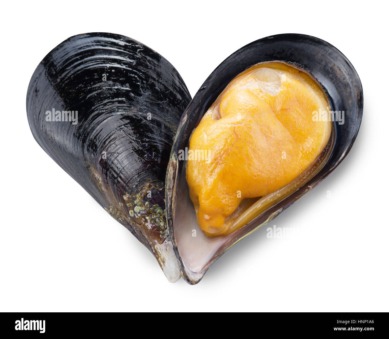 Mussel in a shape of heart. File contains clipping paths. Stock Photo