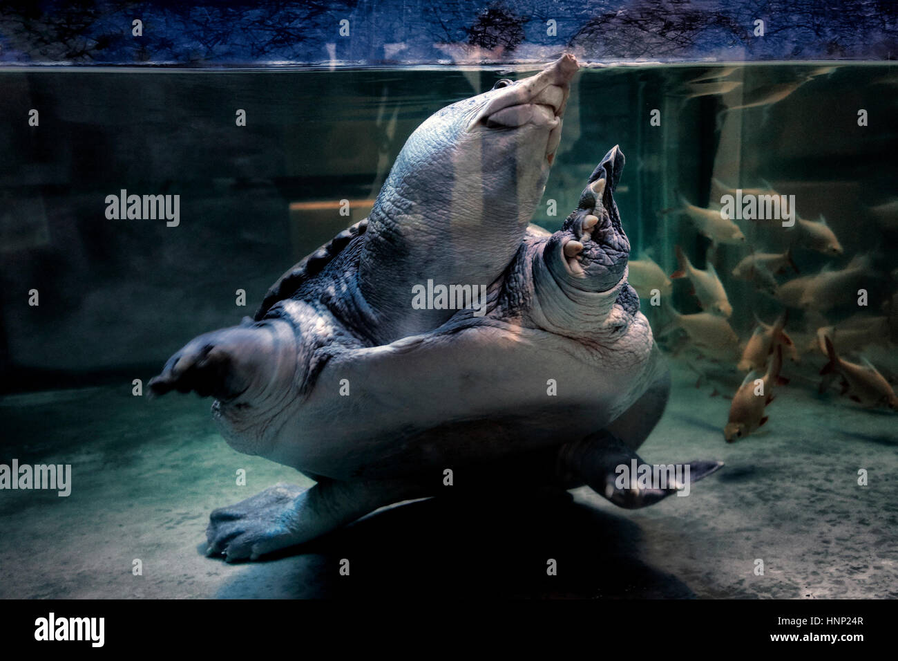 Common Snapping Turtle. Chelydra serpentina. Aquarium underwater view Stock Photo