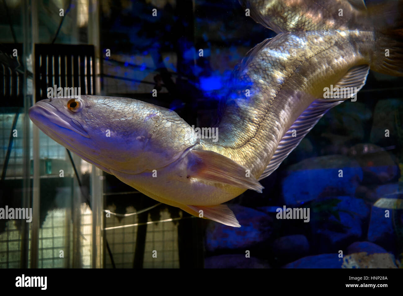 Asian Great Snakehead predator fish. (Channa marulius), Thailand Stock Photo